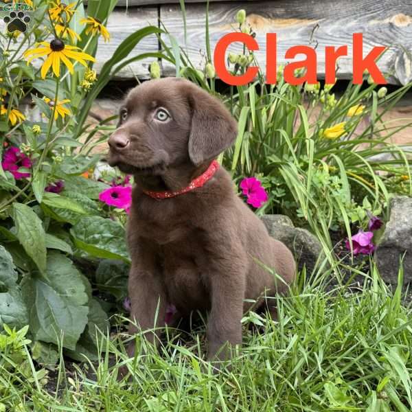 Clark, Chocolate Labrador Retriever Puppy